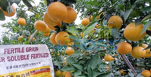 柑橘膨果轉色期用什么水溶肥好？