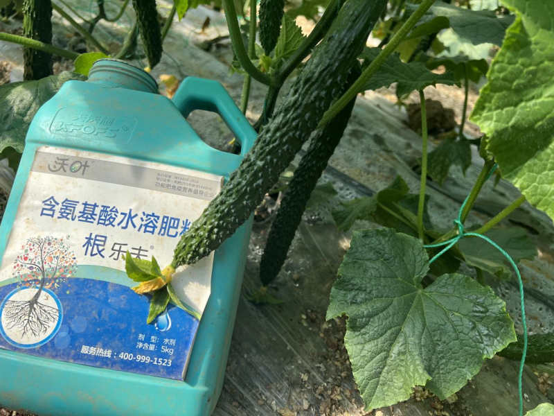 水溶肥-黃瓜用沃葉根樂夫生根劑效果.png