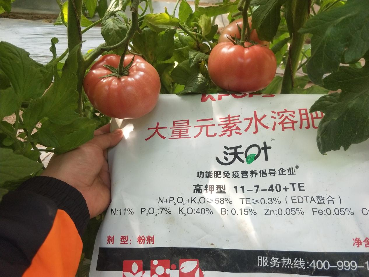 西紅柿用什么肥料比較好-西紅柿用沃葉效果.png